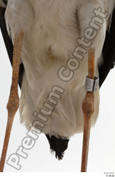 Leg Tail Bird Animal photo references